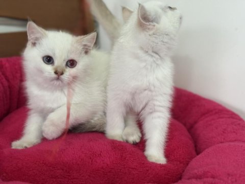 En güzel beyaz mavi gözlü british shorthair