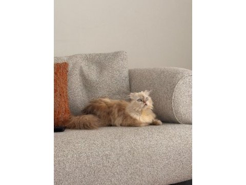 Kırık kulak blue point longhair dişi kedimiz