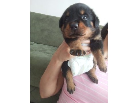 Rottweiler iki aylık