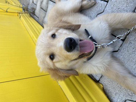 Golden retriever dişi aşıları tam