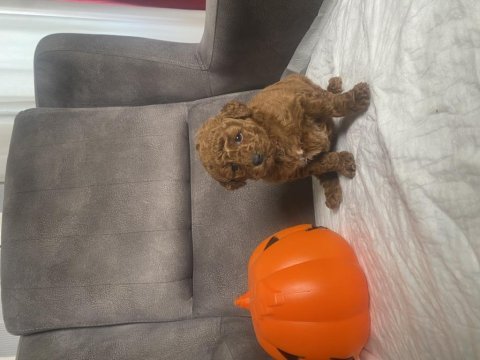 Mini boy toy poodle kızımız