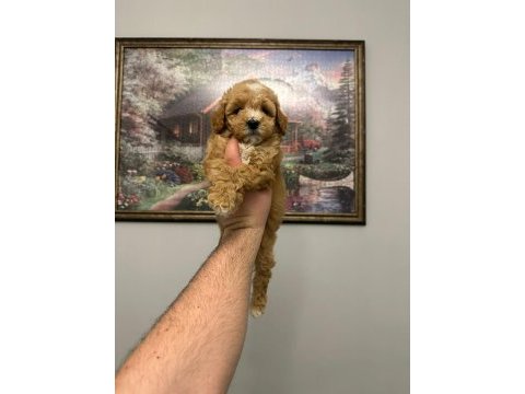 Ev üretimi mükemmel maltipoo yavrular