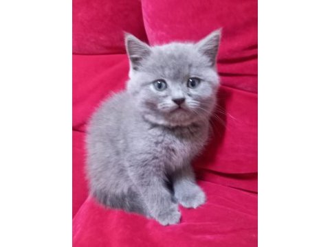 3 adet yavru british shorthair