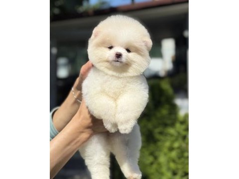 Dişi ayıcık pomeranian boo