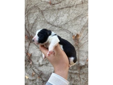 29 ekim doğumlu border collie yavrular