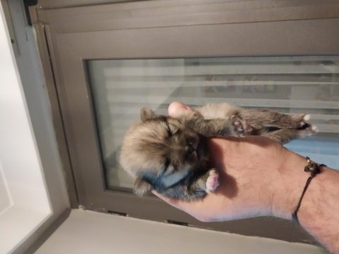 Pomeranian boo köpeklerim
