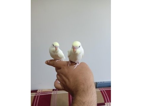 Ev üretimi muhabbet kuşu yavrular