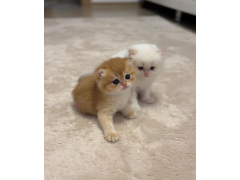 British longhair ve shorthair 2 erkek bebeğimiz