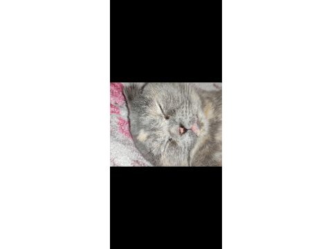 Scottish fold dişi kedimiz