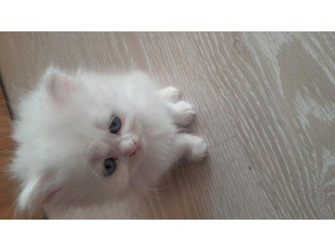 British longhair yavrularımız