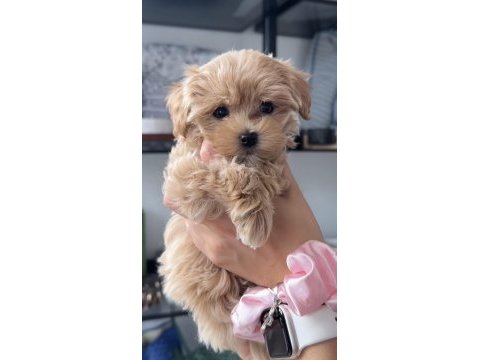Maltipoo safkan