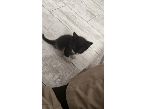 Ay ışığında sokakta bulunan sevimli kedimiz lunaya yuva