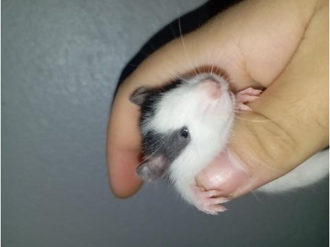 Ele alışık rat yavrular