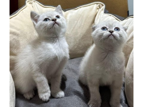 Blue point british shorthair yavrular
