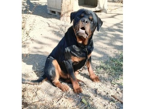 Erkek dişi genç rottweiler köpeği