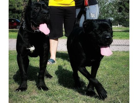 Dünya şampiyonlukları soyundan dişi cane corso yavrumuz