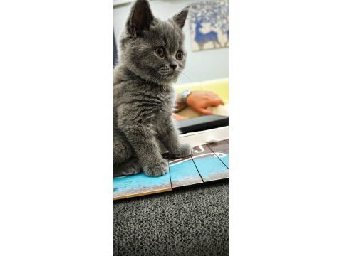 45 günlük erkek british shorthair kedisi
