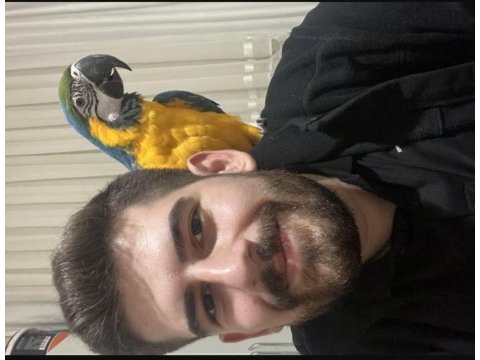 Full evcil konuşan ara macaw