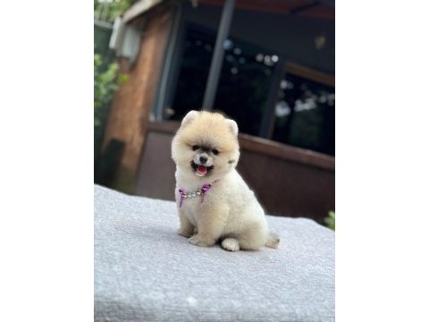 Yavru pomeranian boo köpeklerimiz
