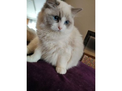 Şampiyon anne babanın şecereli ragdoll yavruları