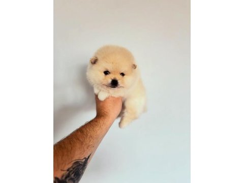Pomeranian boo krem ve beyaz erkek