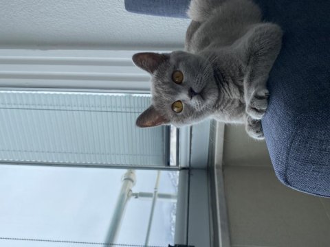 1 yaşında ponçik british shorthair