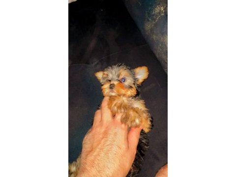 Orijinal sıfır beden yorkshire terrier