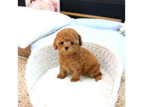 Show düzey toy poodle yavrular