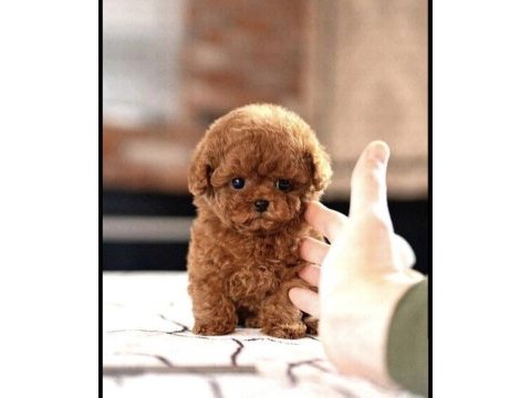 Show kalıte kore teacup poodle yavrumuz