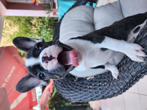 Safkan güzellik french bulldog