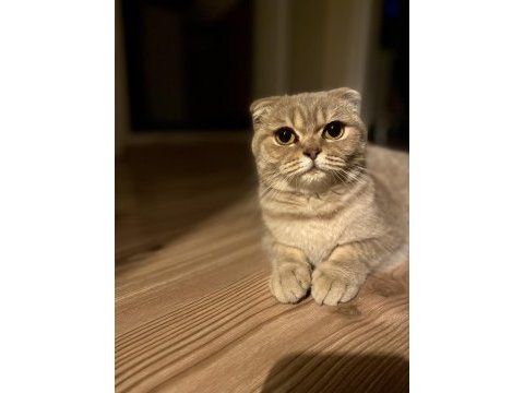1 yaşında duman gri scottish fold