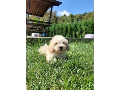 Tea cup maltipoo yavrulari sizleri bekliyor 