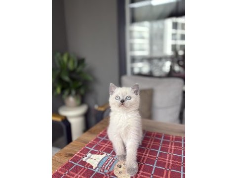 Brıtısh shorthair blue point yavrularım 