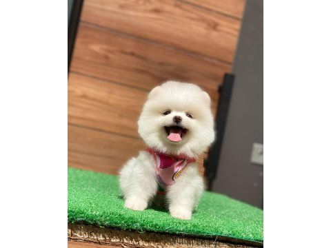 Dünya tatlısı pomeranian yavrularım