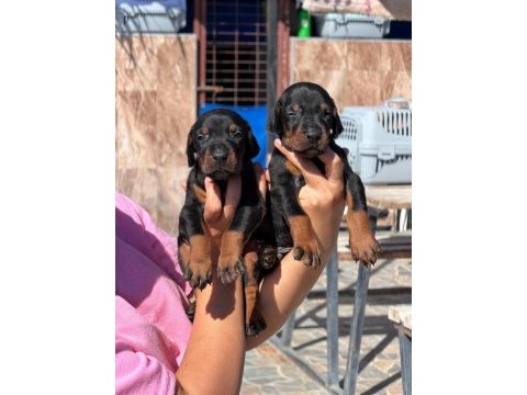 Doberman yavruları