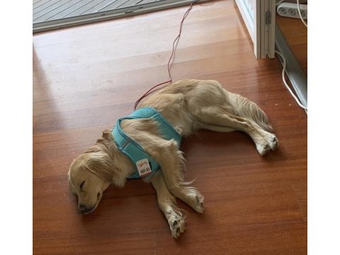 Eğitimli 1 yaşında küçük ırk köpeğimiz