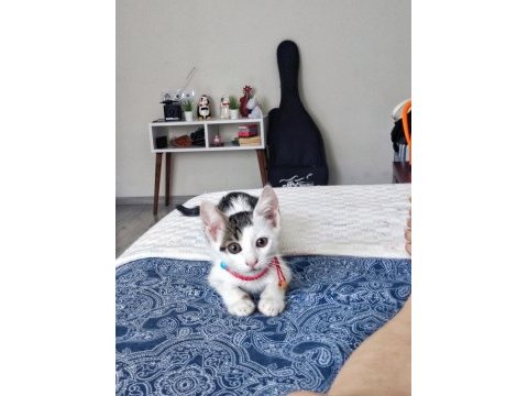 3 aylık yavru kedimiz