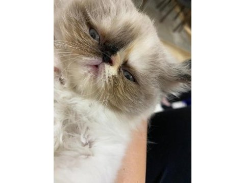 2 aylık dişi persian eğitimleri tam mükemmel yüz hattı