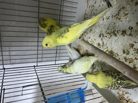Yeni yeme düşen muhabbet kuşu yavrular her renk mevcut