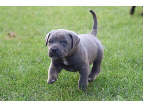 Heybetli üst kalite cane corso yavrular