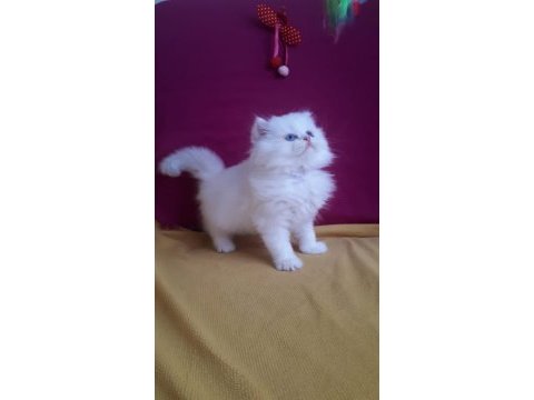 British longhair beyaz mavi gözlü