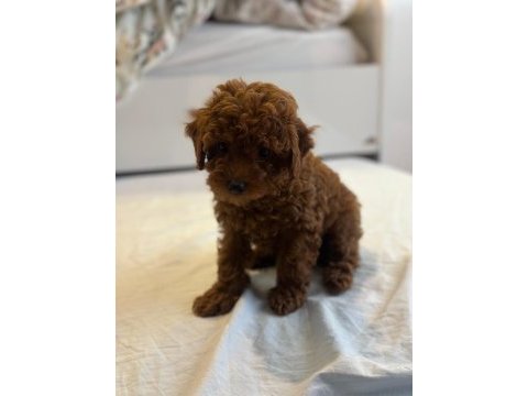 Toy poodle yavruları yeni yuvalarını bekliyor