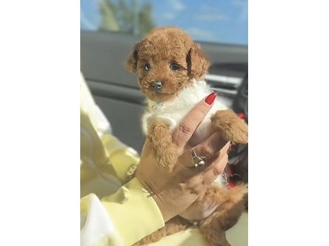 Toy poodle hazır ve rezerveye açık yavrular