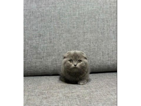 Sağlıklı british shorthair yavrular