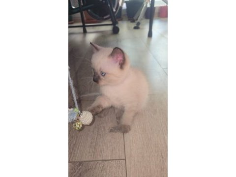 1,5 aylık yavru kediler