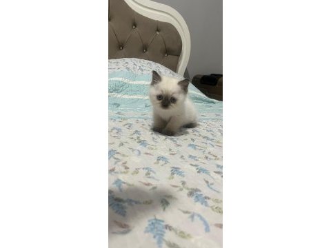45 günlük blue point kedimiz