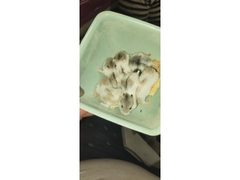 Dwarf renk güzelleri hamster