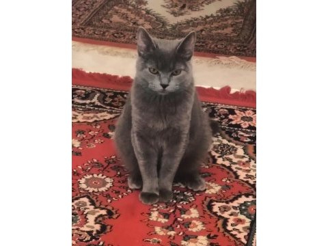 Kızandaki dişi kedime acil eş
