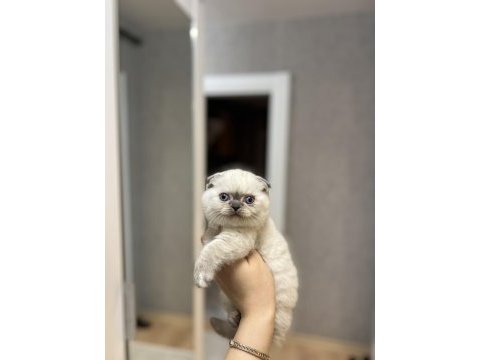 Scottish fold blue point yavrularım 