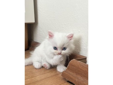 British longhair bebeklerimiz yeni yuvalarını arıyor